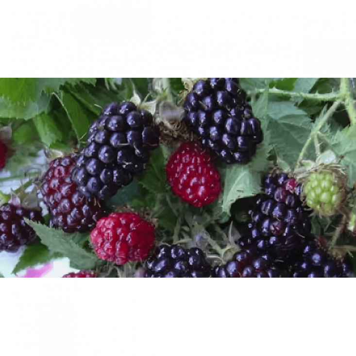 Комплект 5шт / Ежевика Силван - отличный вкус и урожайность Комплект 5шт / Ежевика Силван - отличный вкус и урожайность