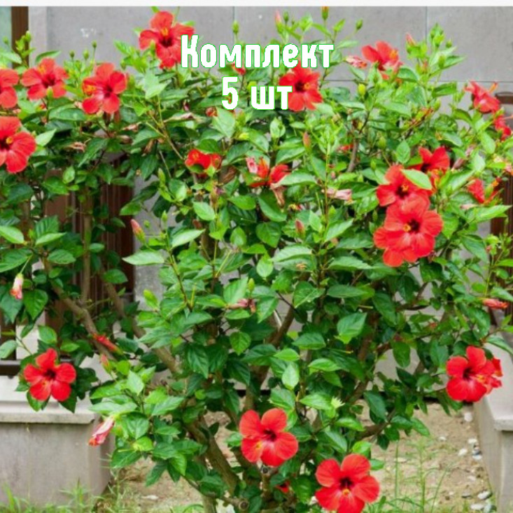 Комплект 5шт / Гибискус древовидный красный Комплект 5шт / Гибискус древовидный красный