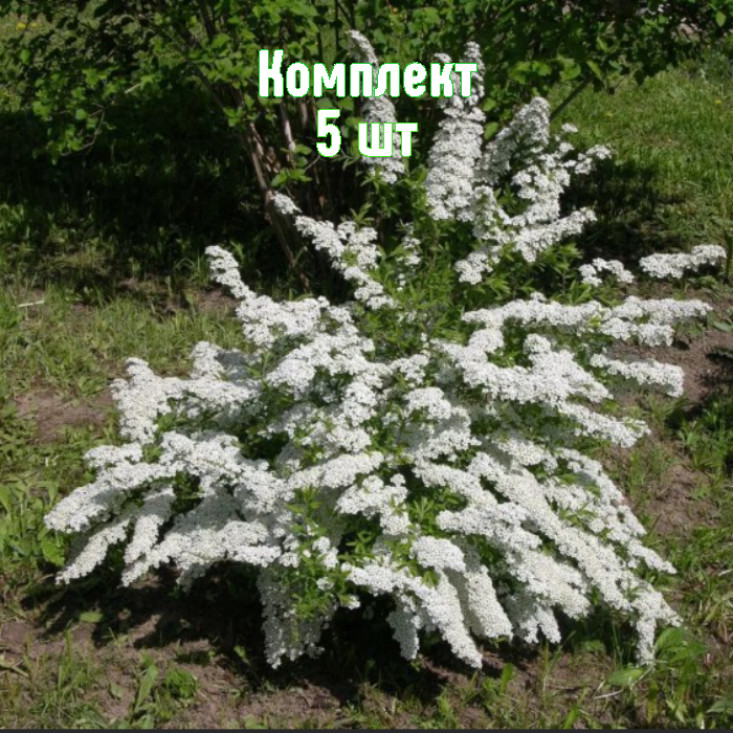 Комплект 5шт / Спирея острозубчатая Аргута Комплект 5шт / Спирея острозубчатая Аргута